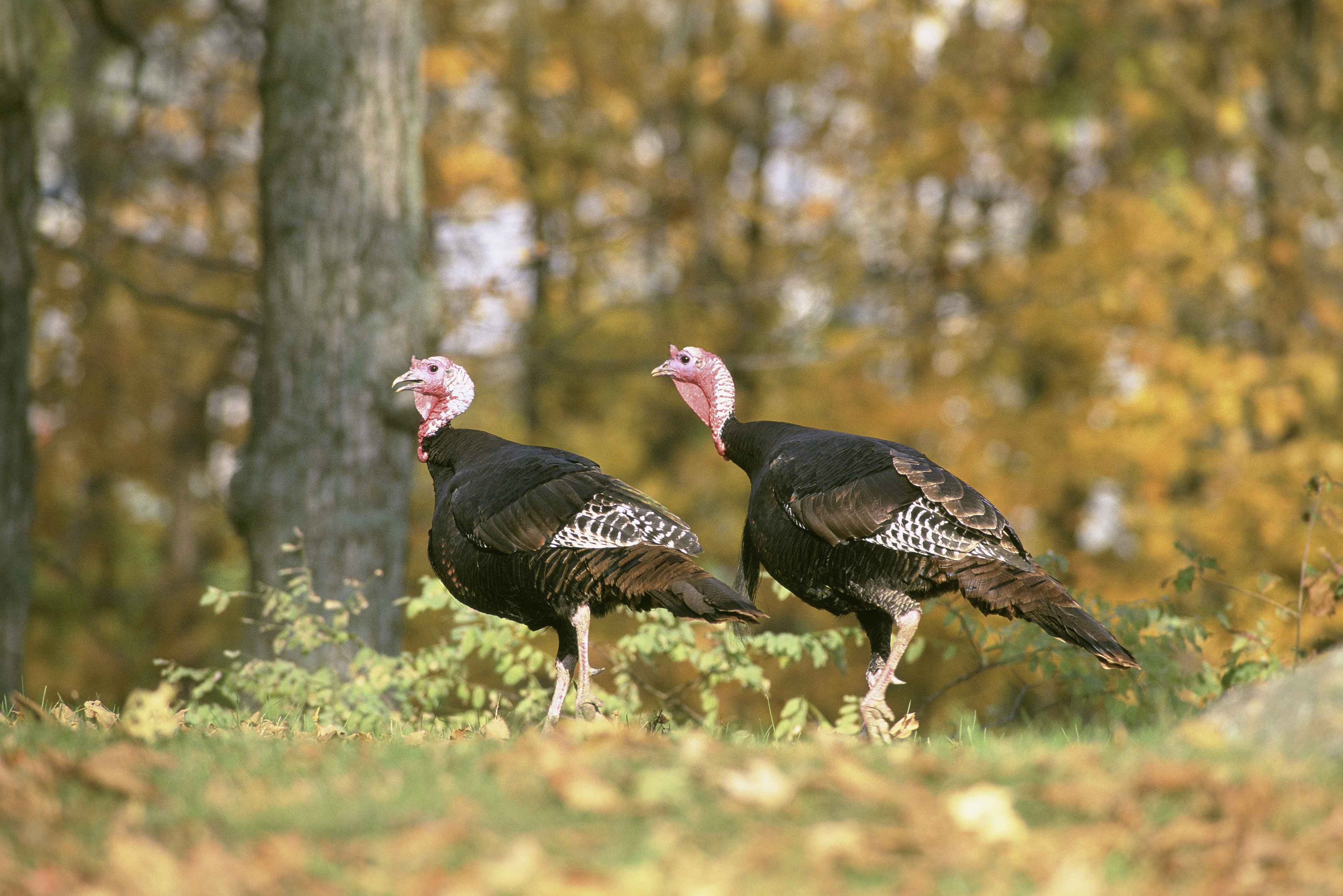 Emerging disease threatens wild turkey populations Cornell University College of Veterinary